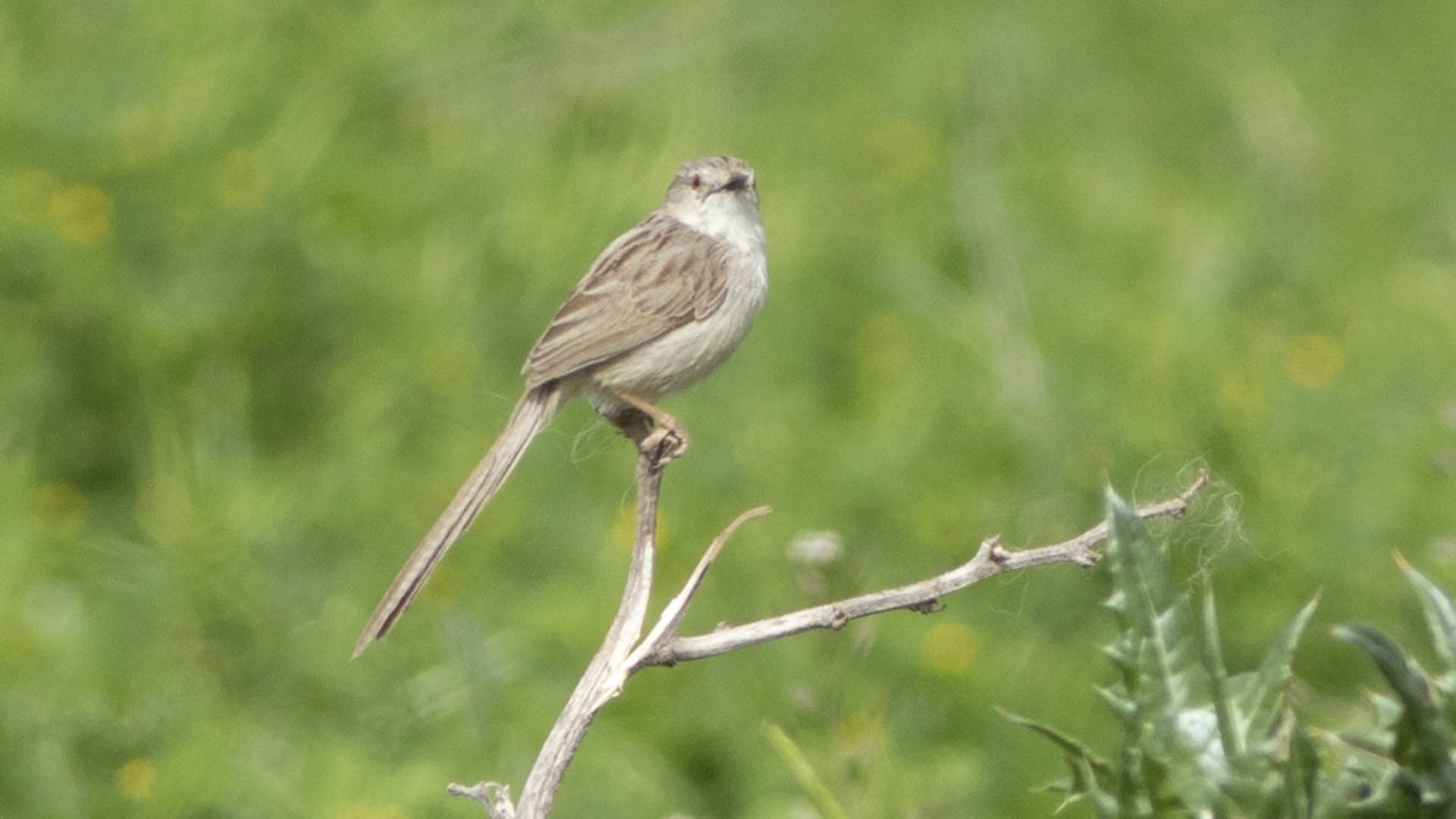 Graceful Prinia